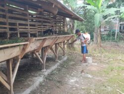 Ternak Kambing Produk Unggulan Ketahanan Pangan Pemerintah Desa Taba Teret